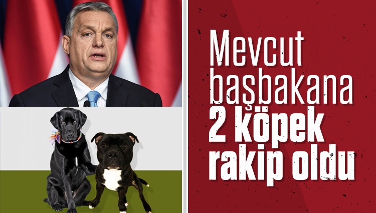 Macaristan'da mevcut başbakana 2 köpek rakip oldu