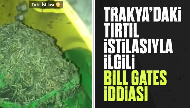 Trakya'daki ekili olan ayçiçeklerine dadanan çayır tırtılıyla ilgili Bill Gates iddiası