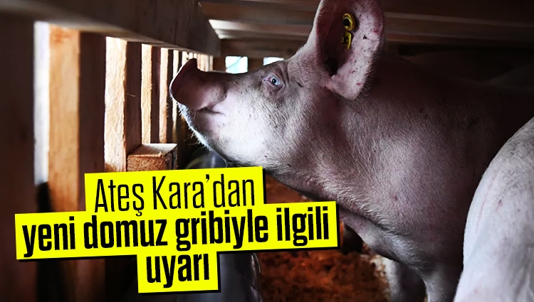 Bilim Kurulu üyesi Kara'dan Çin'de ortaya çıkan yeni domuz gribiyle ilgili uyarı: Mesafe, maske, el yıkama