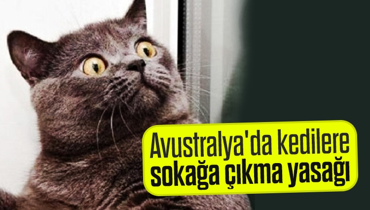 Avustralya'da kedilere sokağa çıkma yasağı