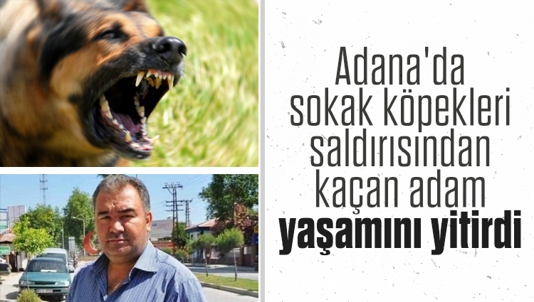 Adana'da sokak köpekleri saldırısından kaçan adam yaşamını yitirdi