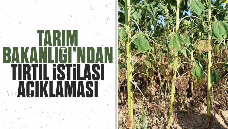 Tarım Bakanlığı: Tırtıl istilası rekolte kaybına neden olmayacak