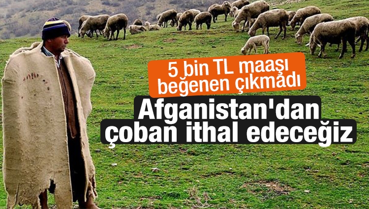 Türkiye, Afganistan'dan 150 bin çoban ithal edecek
