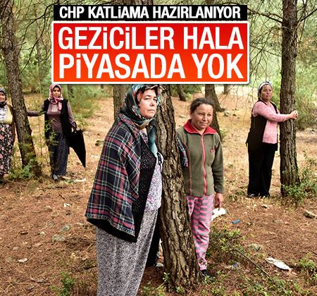 Muğla'da CHP'li belediye ağaç kesimi yapacak